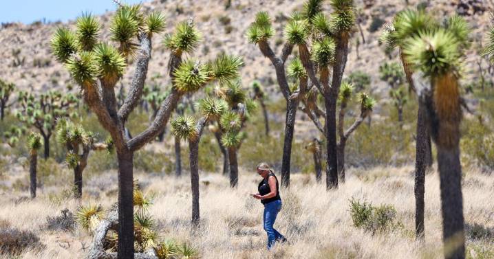 California approves an unprecedented plan to protect Joshua trees from climate change threats