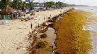 ¿Qué Hacen con el Sargazo que Levantan de Playas? Evalúan 140 Productos Derivados de Macro Alga