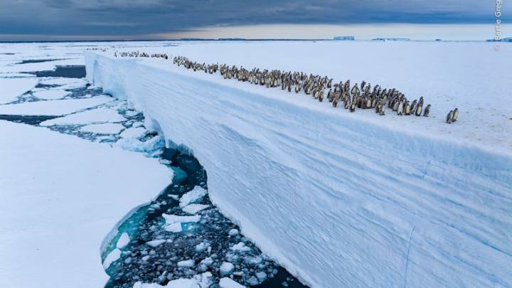 Stunning highly commended images from the Wildlife Photographer of the Year competition