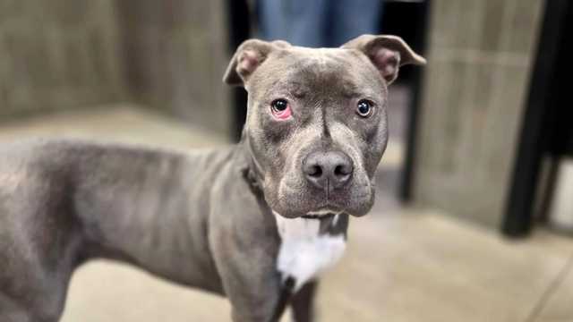 Not behind the news desk — yet: Meet Julie Cornell, the Nebraska Humane Society's pet of the week