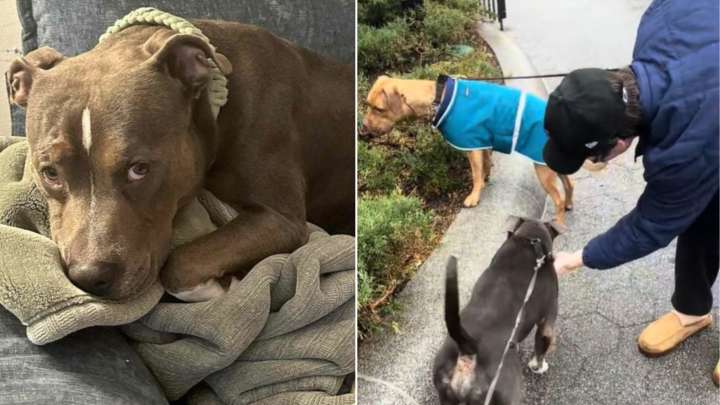 Pit Bull Stolen On New York Subway Found Hours Later, Tied To A Bench In The Pouring Rain