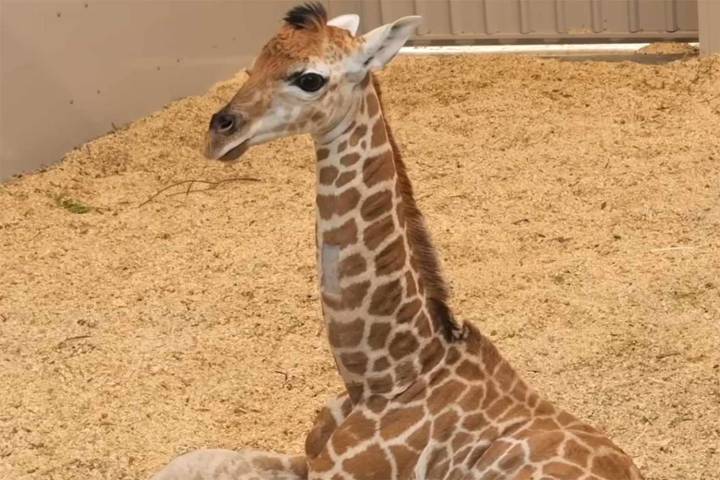 Melbourne Zoo Welcomes First Baby Giraffe in Almost 20 Years