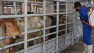 Unen esfuerzos Agricultura y Chapingo contra el gusano barrenador