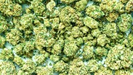 The Green Bean, a marijuana home delivery service, gets shut down by N.J. police