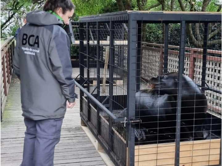 Polémica en Mar del Plata por presunto abandono de animales en el ex Aquarium: tras una inspección, trasladaron a cinco lobos marinos
