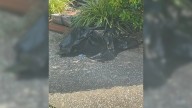 Kentucky Woman Spotted A Plastic Bag And Saw Something Moving Inside Only To Be Shocked By Her Discovery