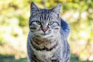 New Study Suggests Cats Develop Dementia in a Similar Way to Humans