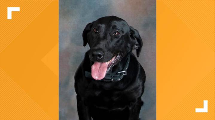 K-9 unit stationed in Longview pronounced dead due to liver issues