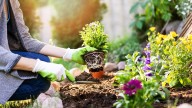 Ni lirios ni lengua de suegra: las cinco plantas que no hay que podar en septiembre
