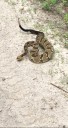 Tennessee hiker dies after being bitten by venomous snake, officials say