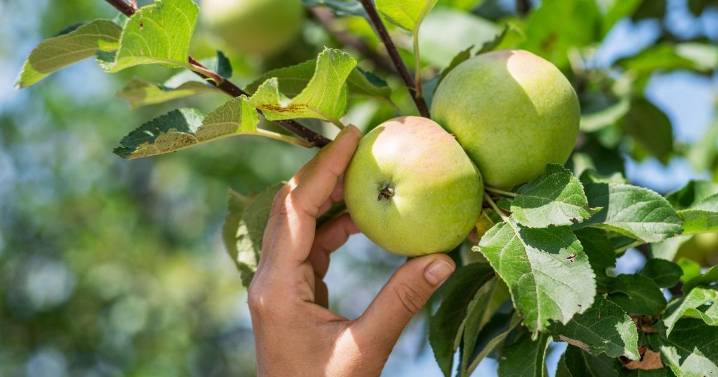 'Neighbour keeps stealing from my garden but people say my revenge goes too far'