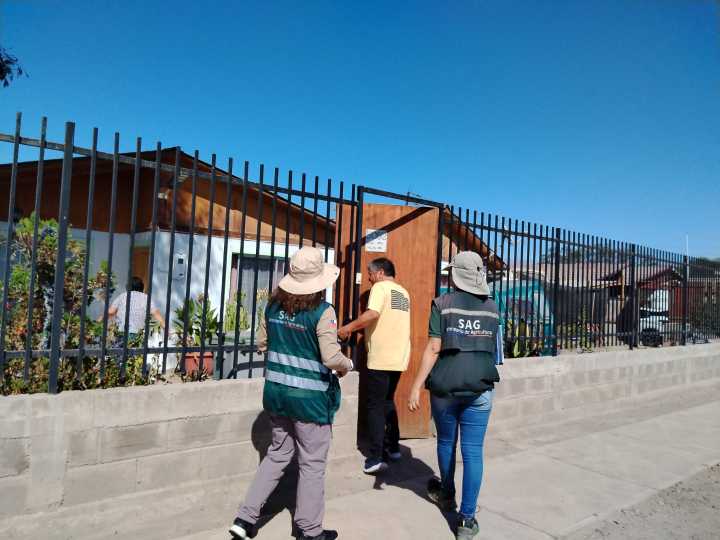 SAG mantiene vigilancia de mosca de la fruta en Copiapó
