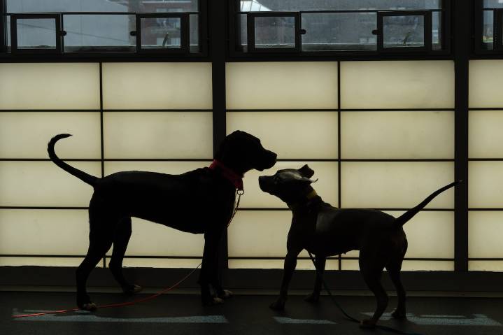 Reality TV star steps in to help millions of shelter pets find homes