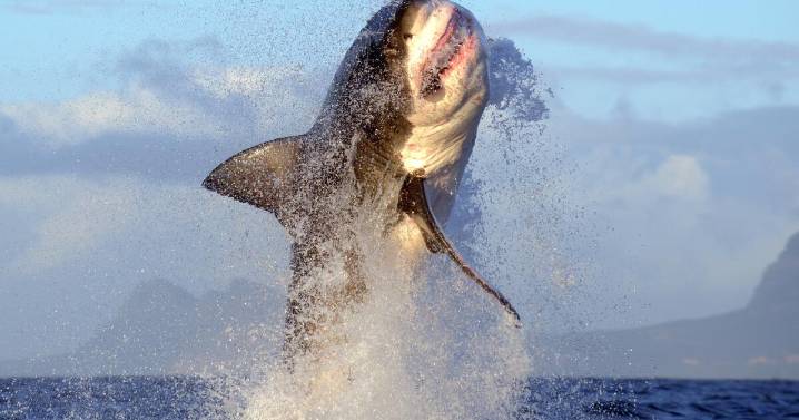 Large Great White Shark spotted near Santa Monica