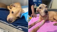Helpless Dog Was Starving In Wire Crate Until Pennsylvania Rescuers Rushed To Help