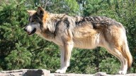 Una familia se cuela en el recinto de los lobos del Parque de la Naturaleza de Cabárceno