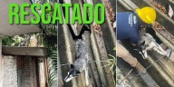 Rescatan a perro atorado en las tejas de un techo en domicilio de Puerto Vallarta