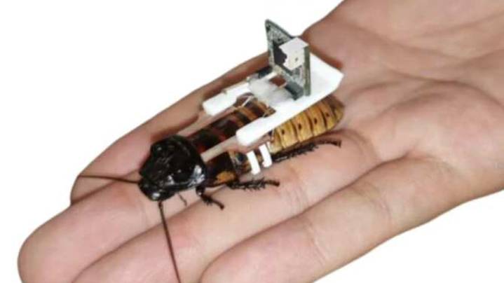 Inteligencia artificial para convertir seres vivos en cíborgs