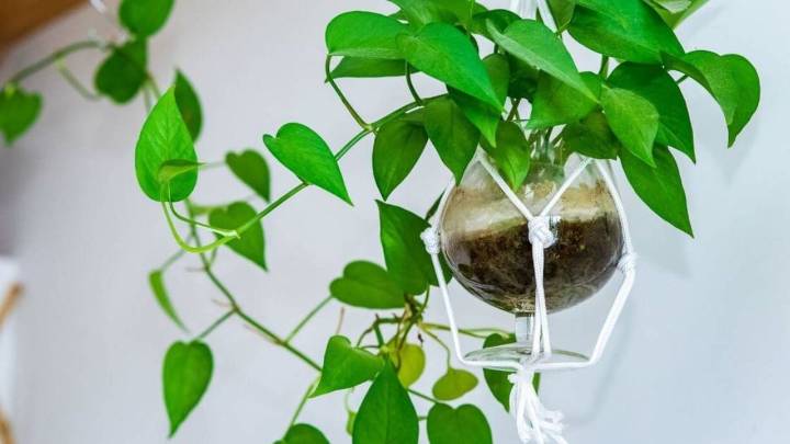 3 plantas colgantes que son hermosas para decorar el interior de tu casa y muy resistentes