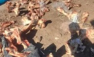 Córdoba: clausuraron un frigorífico por tirar restos de carne y basura a la calle