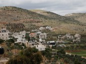 Israeli military uproots thousands of Palestinian olive trees in West Bank