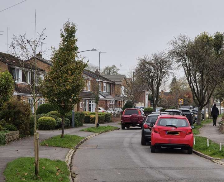 Plea to Kenilworth residents to water newly-plated trees amid heatwave | Local News 