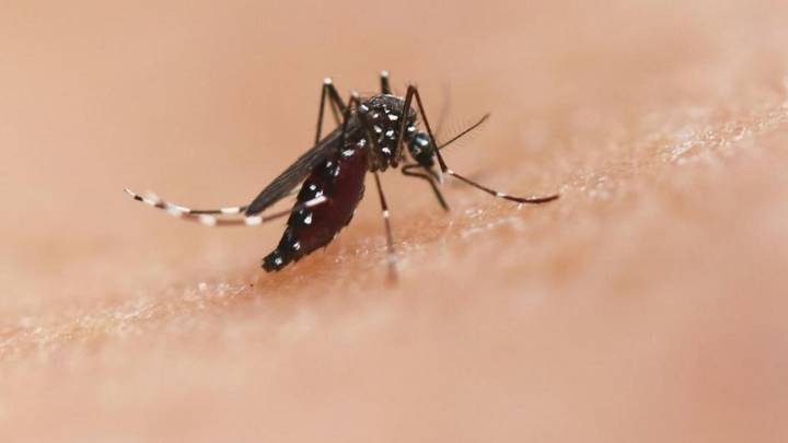 Qué es el chikungunya, la enfermedad que preocupa a China: no tiene cura y la transmiten los mosquitos