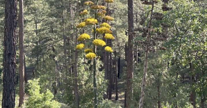 ECOVIEWS: Plants can display unusual traits