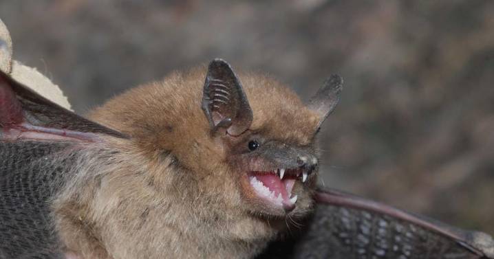 First rabid bat reported in Colorado Springs for 2025