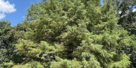FIRST ALERT WEATHER: It’s time to start thinking about replanting downed trees from storms