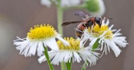 Wasps help control insects; just keep nests clear of people