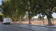 Polémica por la tala de árboles en Huesca: solo se cortarán 2 de los 7 grandes plataneros
