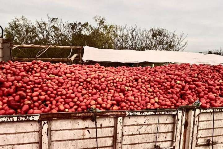 Viva la libertad | Productores salteños suspenden cosecha de tomate por competencia de importaciones bolivianas