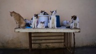 Cuban animal lovers struggle to feed stray cats and dogs as economic crisis bites