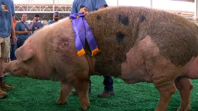 Iowa's biggest animals take center stage on Day 1 of State Fair