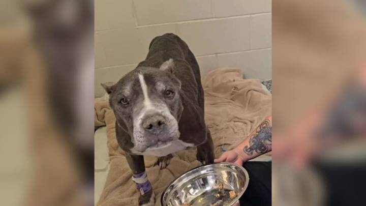 Local Rescuers Stunned When Michigan Family Turns In Sick Senior Dog As “Stray”