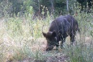 New website launches to address invasive wild pigs in Canada