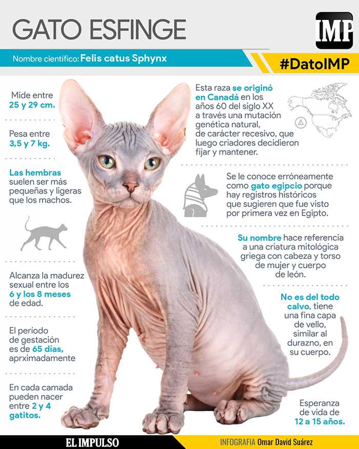 DatoIMP | Gato Esfinge: sin pelo, pero con encanto #30Ago