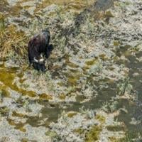 'The marshes are dead': Iraqi buffalo herders wander in search of water