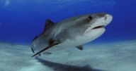U.S. tourist attacked by a shark while spearfishing in the Bahamas