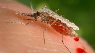 NJ resident infected with malaria, possibly from local mosquito