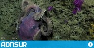 13:27 Ciencia en acción: el streaming submarino en el Atlántico busca proteger la biodiversidad