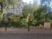 Los vecinos de San Antón piden talar los árboles «viejos» que invaden la calzada del Paseo del Júcar