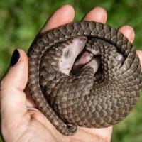 Conservationists call for more data to help protect pangolins