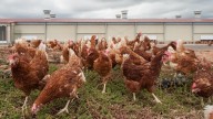 China prohíbe la importación de productos avícolas de España por los brotes de gripe aviar