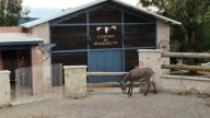 Escaramuzas Pedagógicas Caballito de Palo refuerzan la charrería infantil en Guanajuato