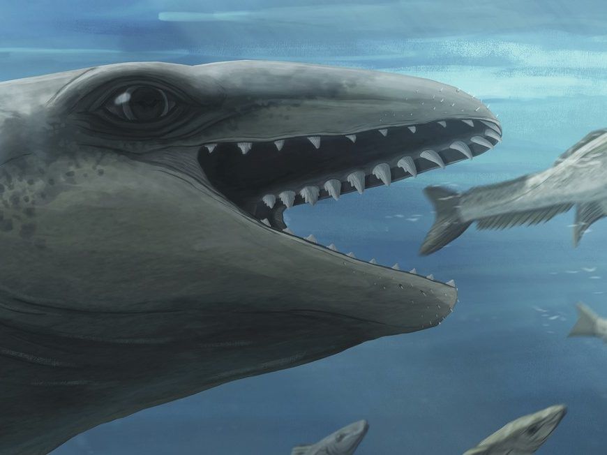 Scientists discover an ancient whale with Pokemon face, predator bite