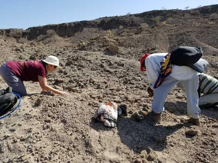 Un equipo científico anuncia el descubrimiento de una nueva especie vinculada al origen del ser humano