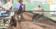 Reined cow horse competition showcases skilled horses and riders at Twin Falls County Fairgrounds