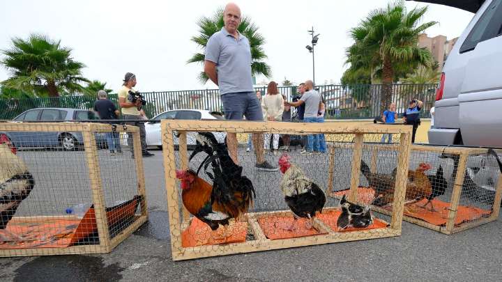 Captura de gallos y gallinas en La Paterna: 107 aves retiradas para hacer frente a la plaga de ratas